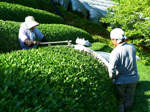 茶刈り風景